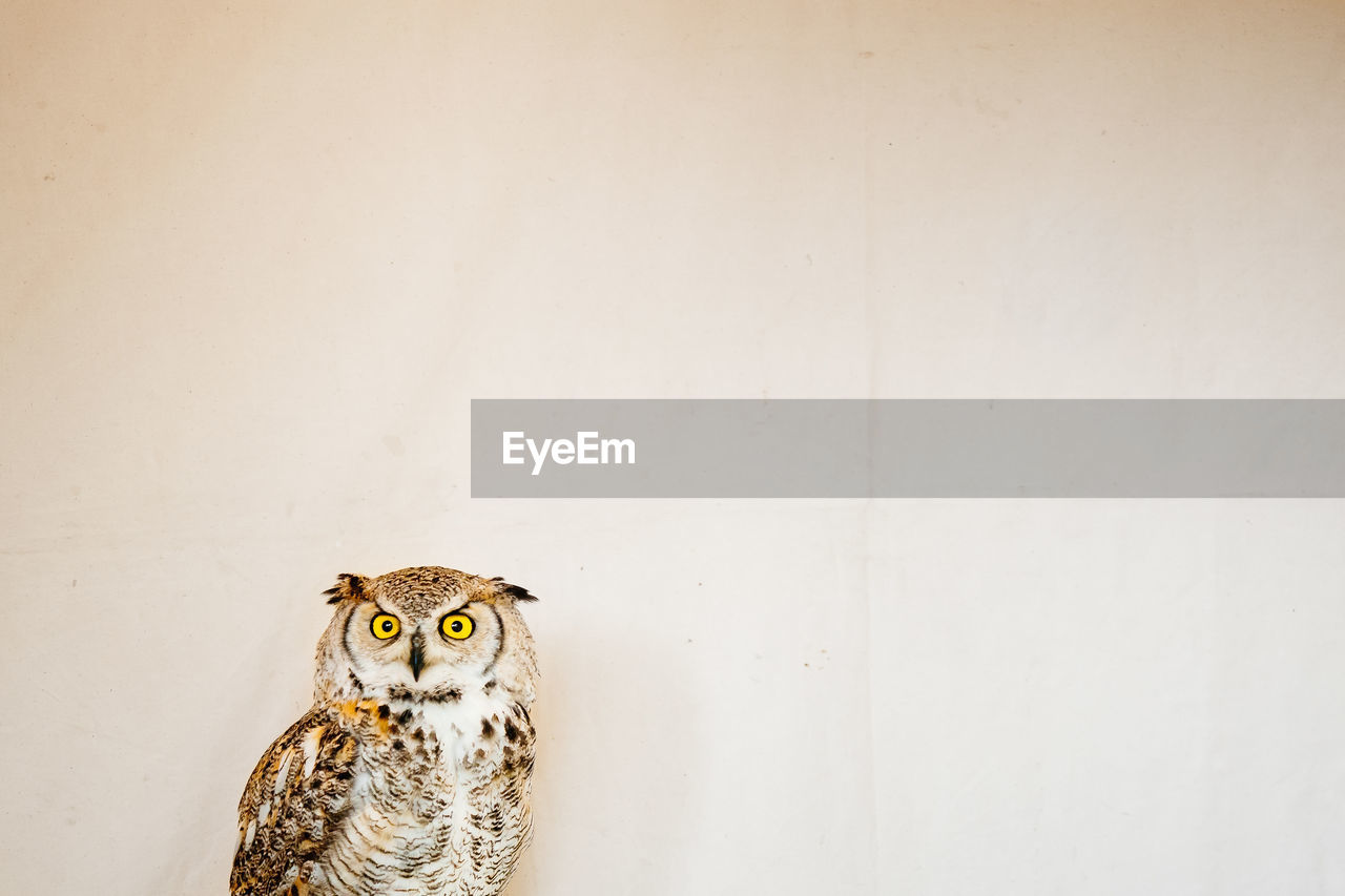 Close-up of owl on wall