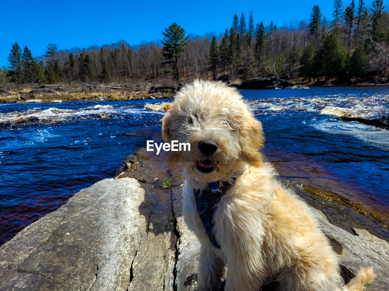 DOG LOOKING AT LAKE