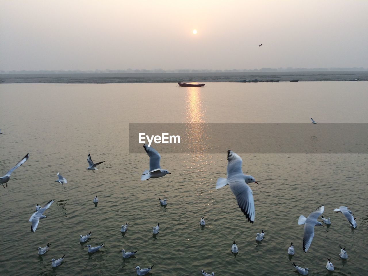 High angle view of seagulls flying above ganges river