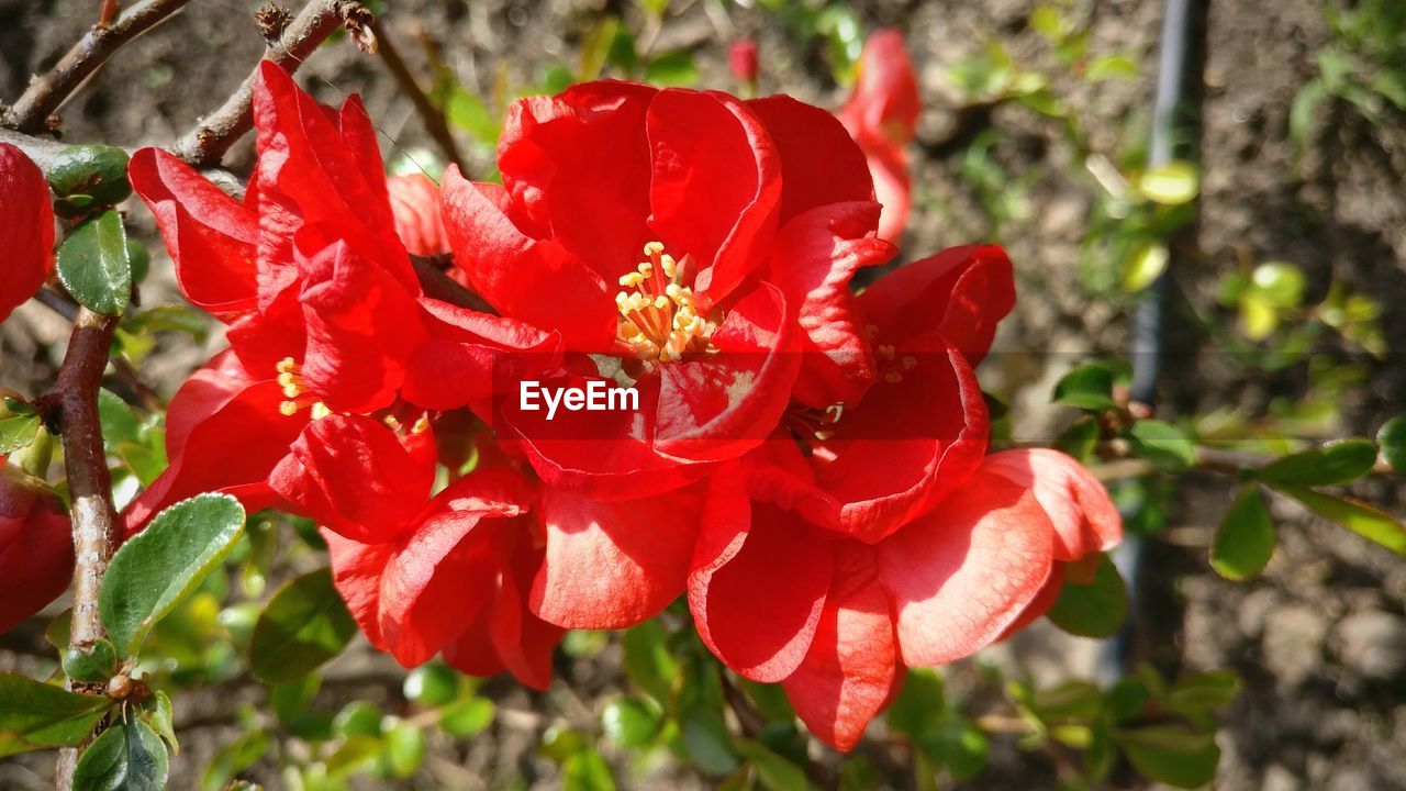 CLOSE-UP OF RED FLOWER