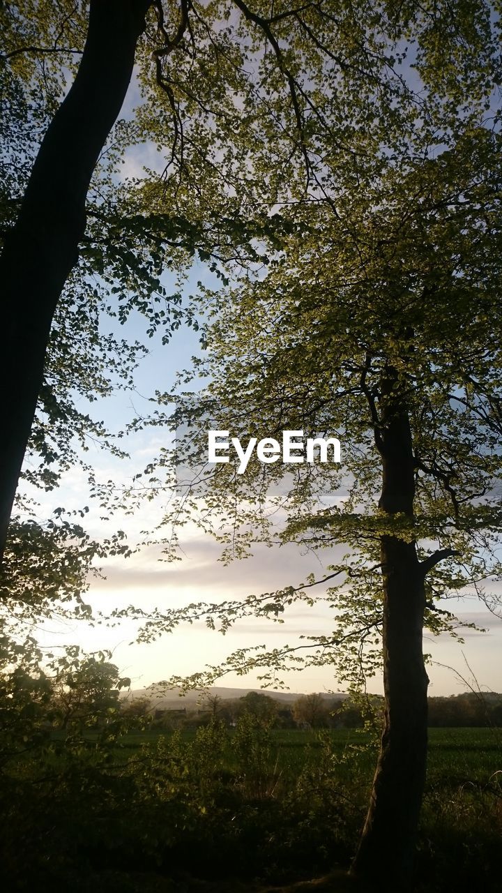 Low angle view of silhouette tree against sky