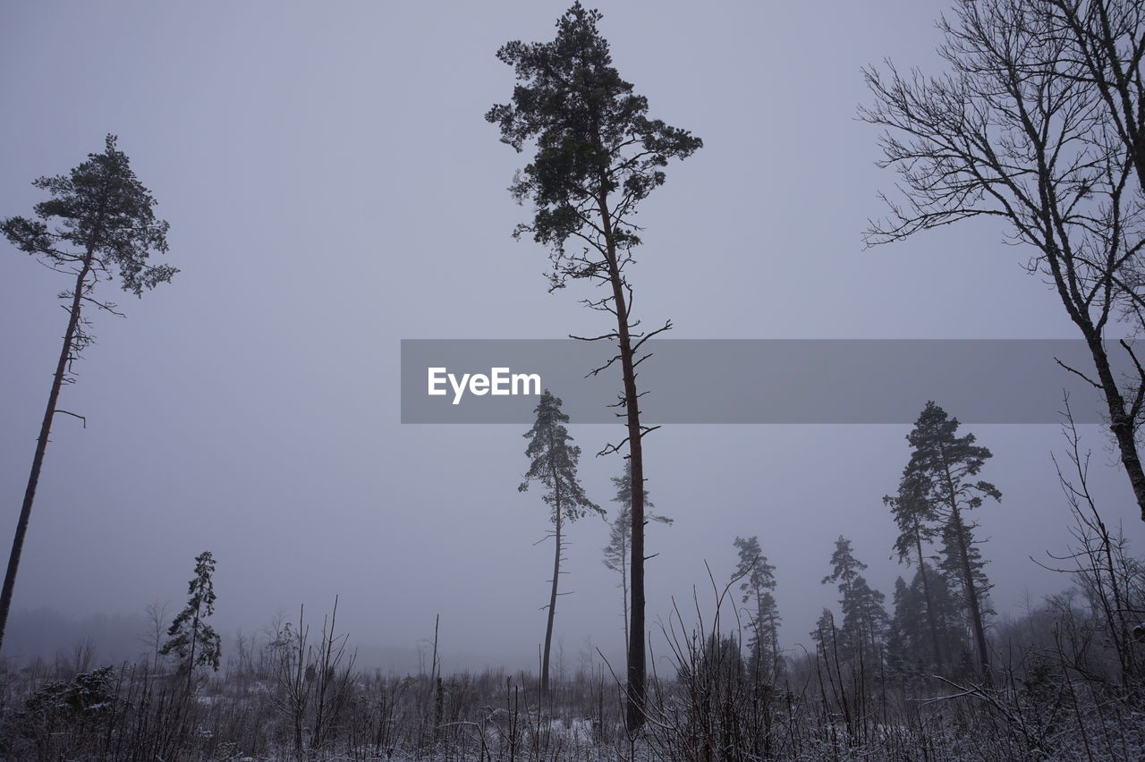 LOW ANGLE VIEW OF TREE AGAINST SKY