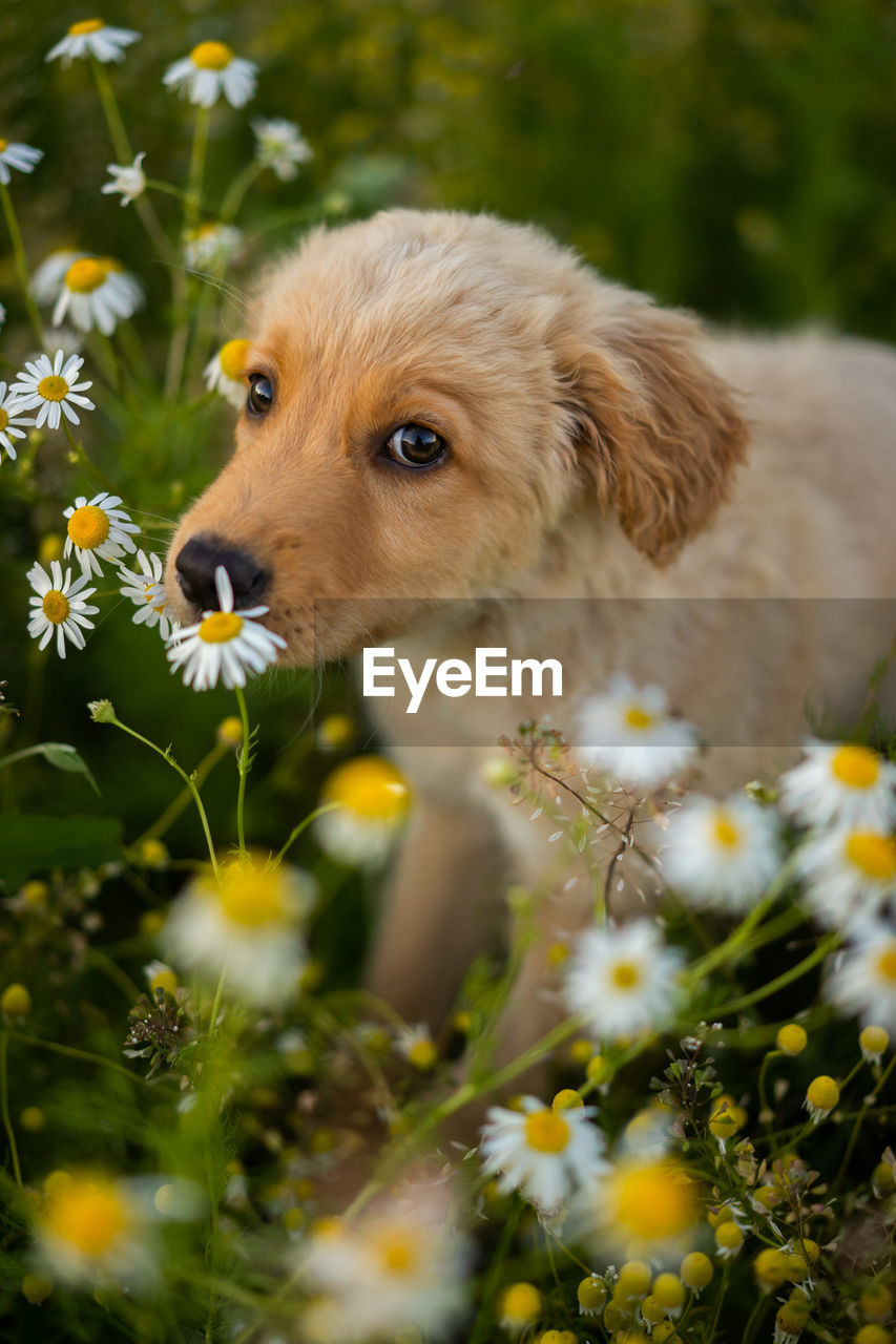 Cute retriever puppy sitting in daisy field looking at the camera