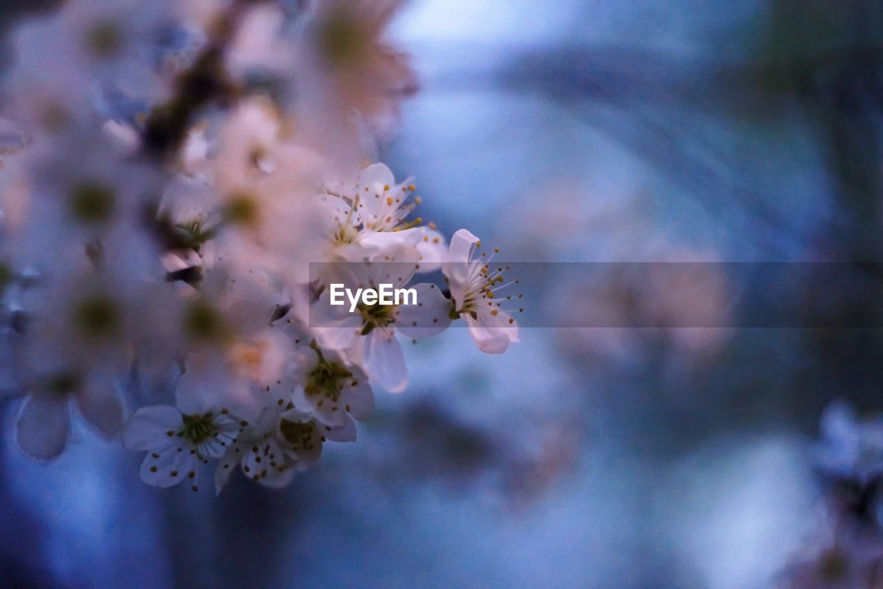 Close-up of cherry blossom