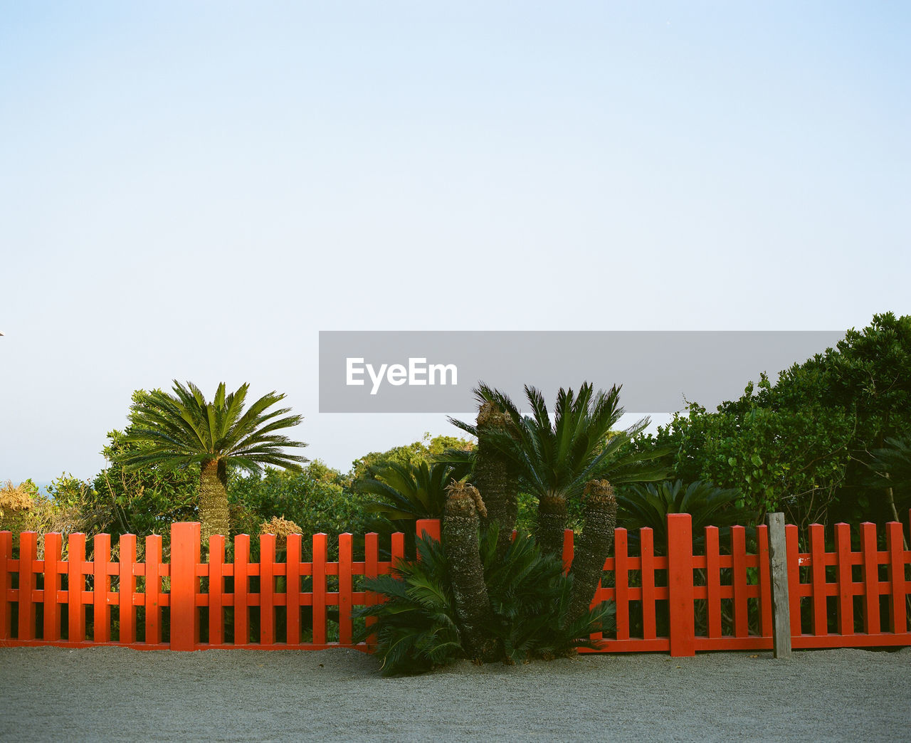 Palm trees and plants against clear sky