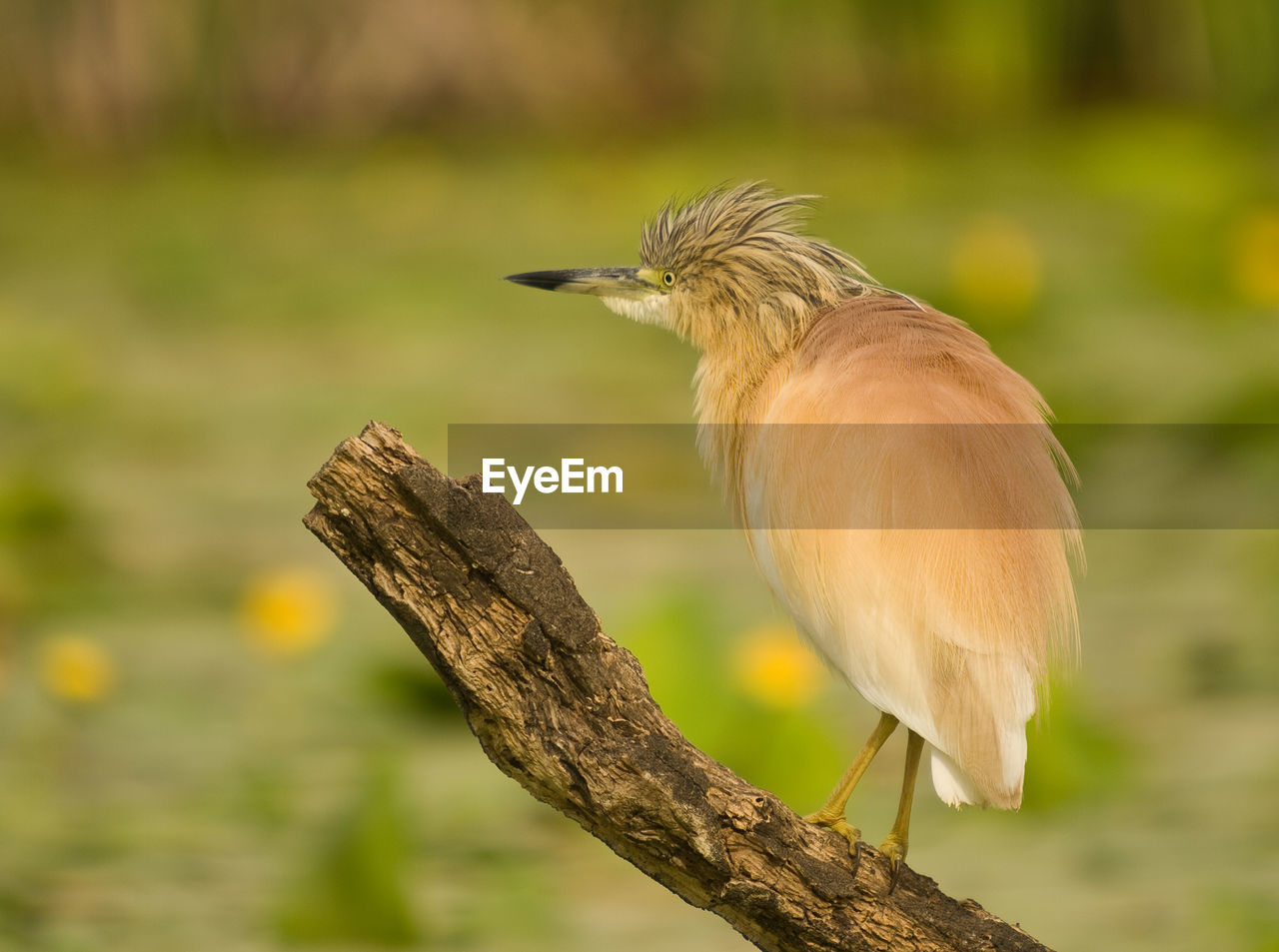 CLOSE-UP OF A BIRD PERCHING ON BRANCH