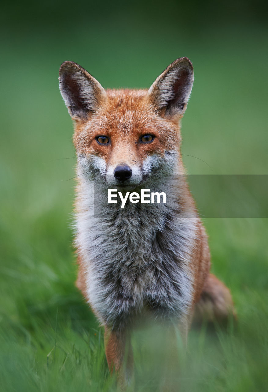 Portrait of fox on grassy field