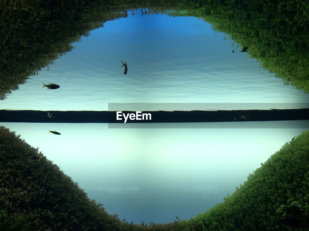 SCENIC VIEW OF LAKE AND SILHOUETTE TREES