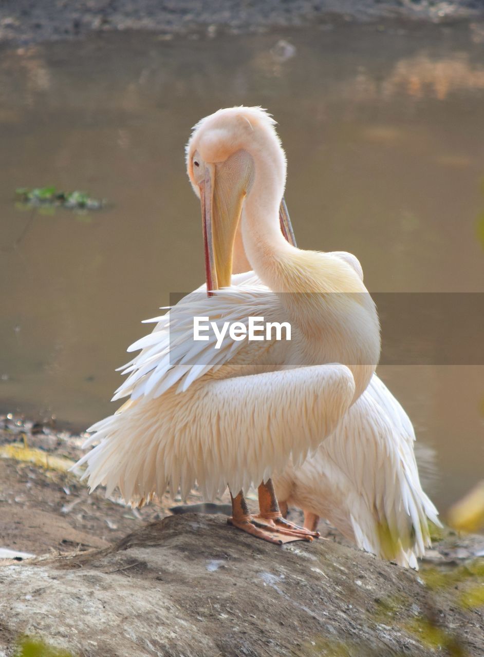 Close-up of pelican on rock by lake