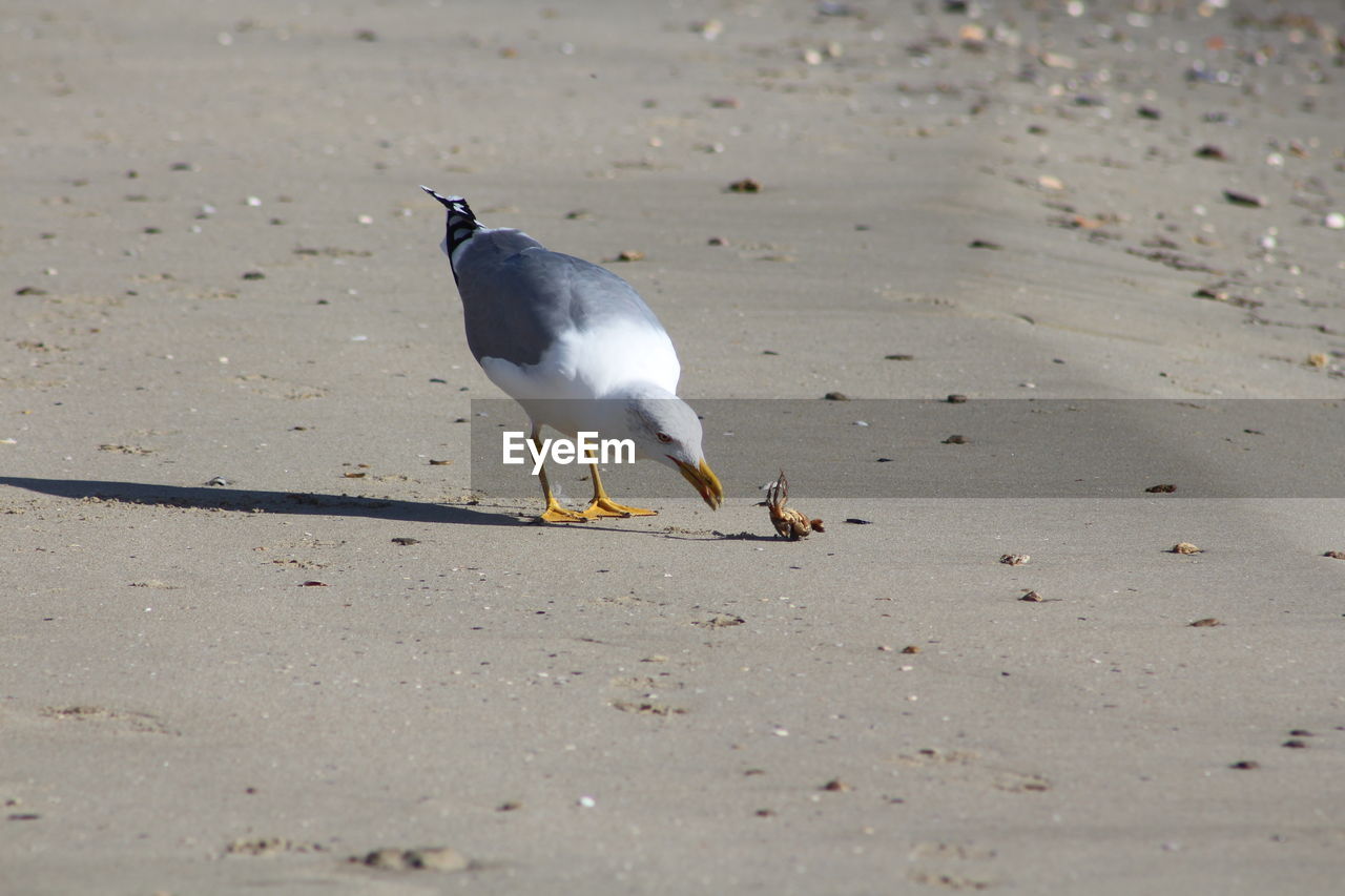 SEAGULL PERCHING ON A BEACH