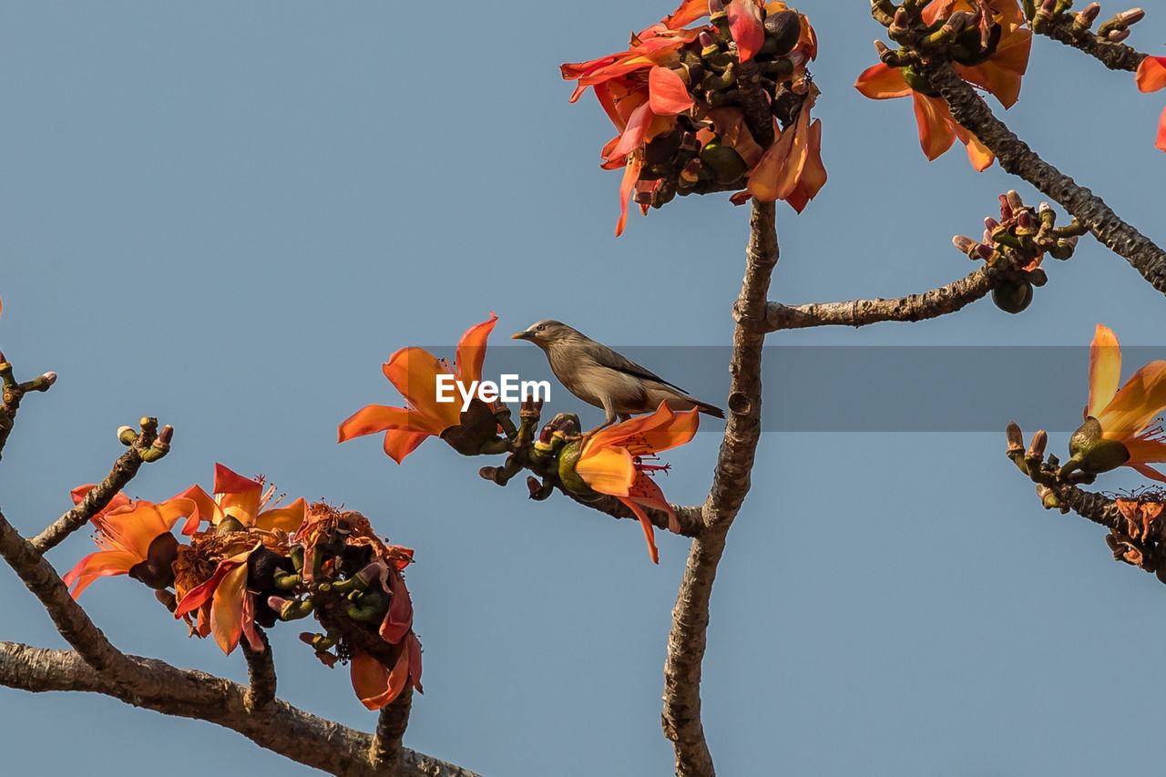 LOW ANGLE VIEW OF ORANGE FLOWERS ON TREE BRANCH AGAINST SKY