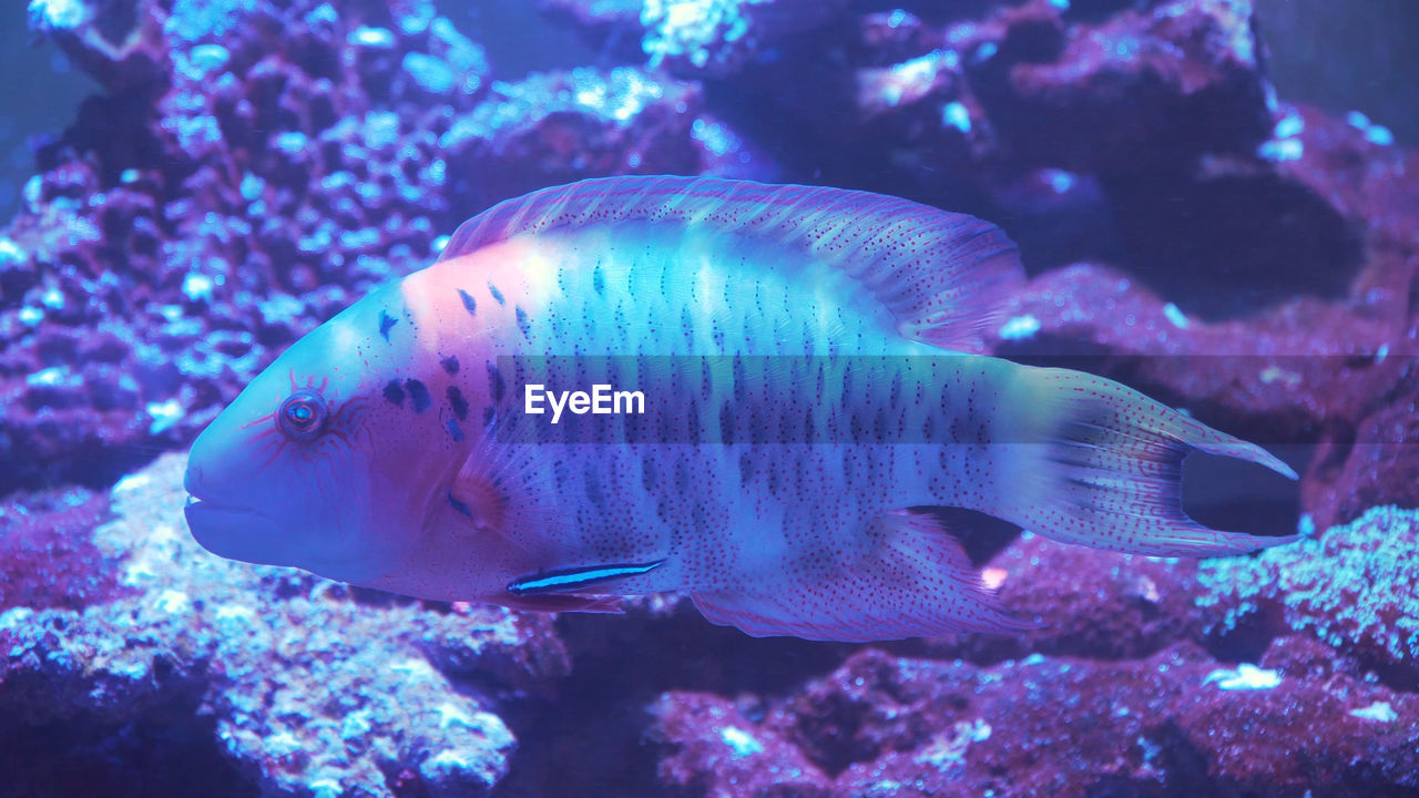 Fish and coral reef. tropical fish on a coral reef. wonderful and beautiful underwater world 