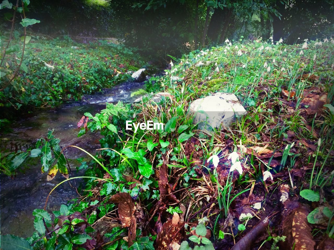 PLANTS GROWING ON LAND