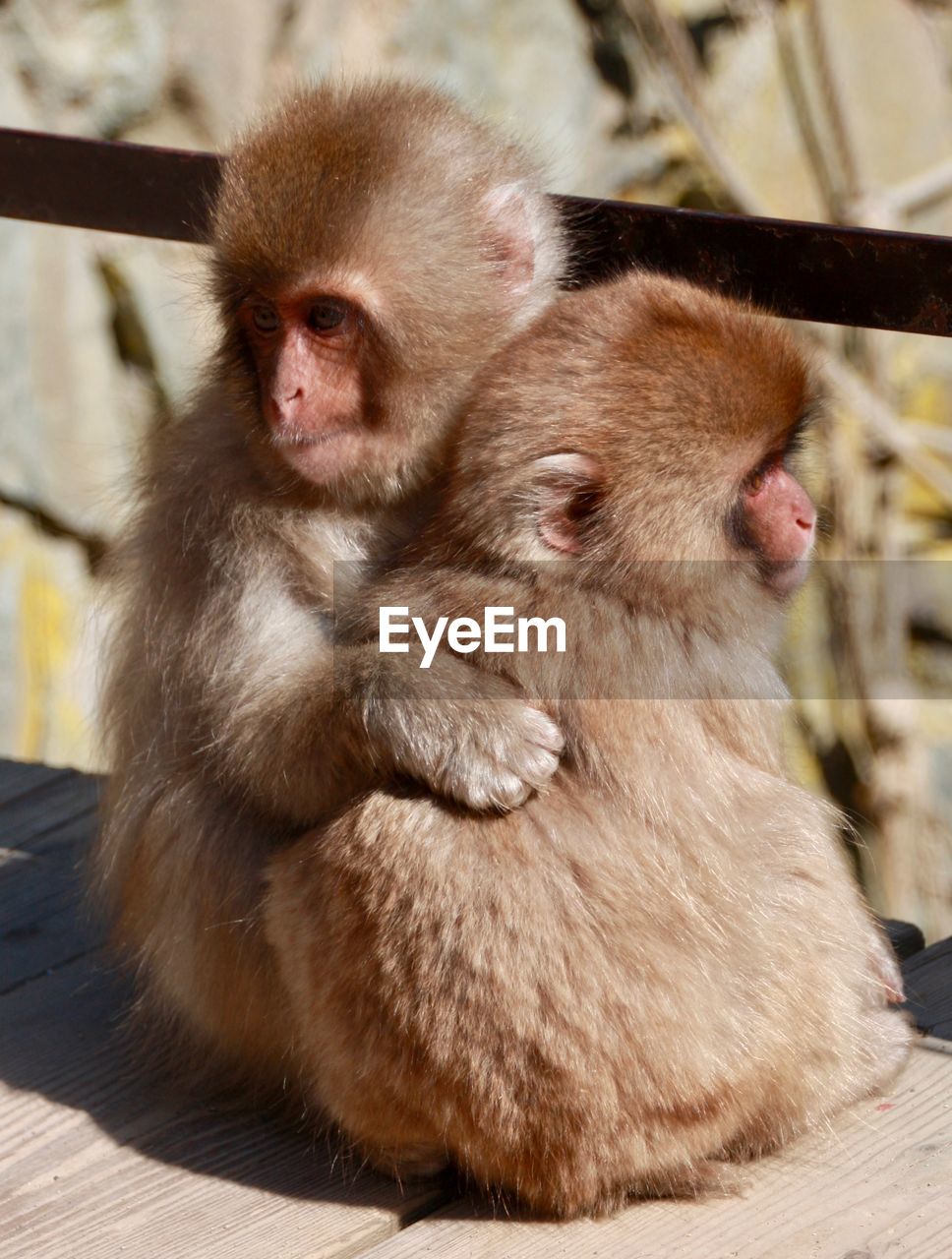 Close-up of two monkeys hugging looking away