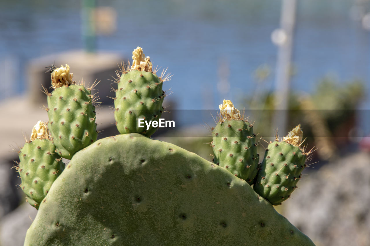 CLOSE-UP OF SUCCULENT PLANT GROWING ON CACTUS
