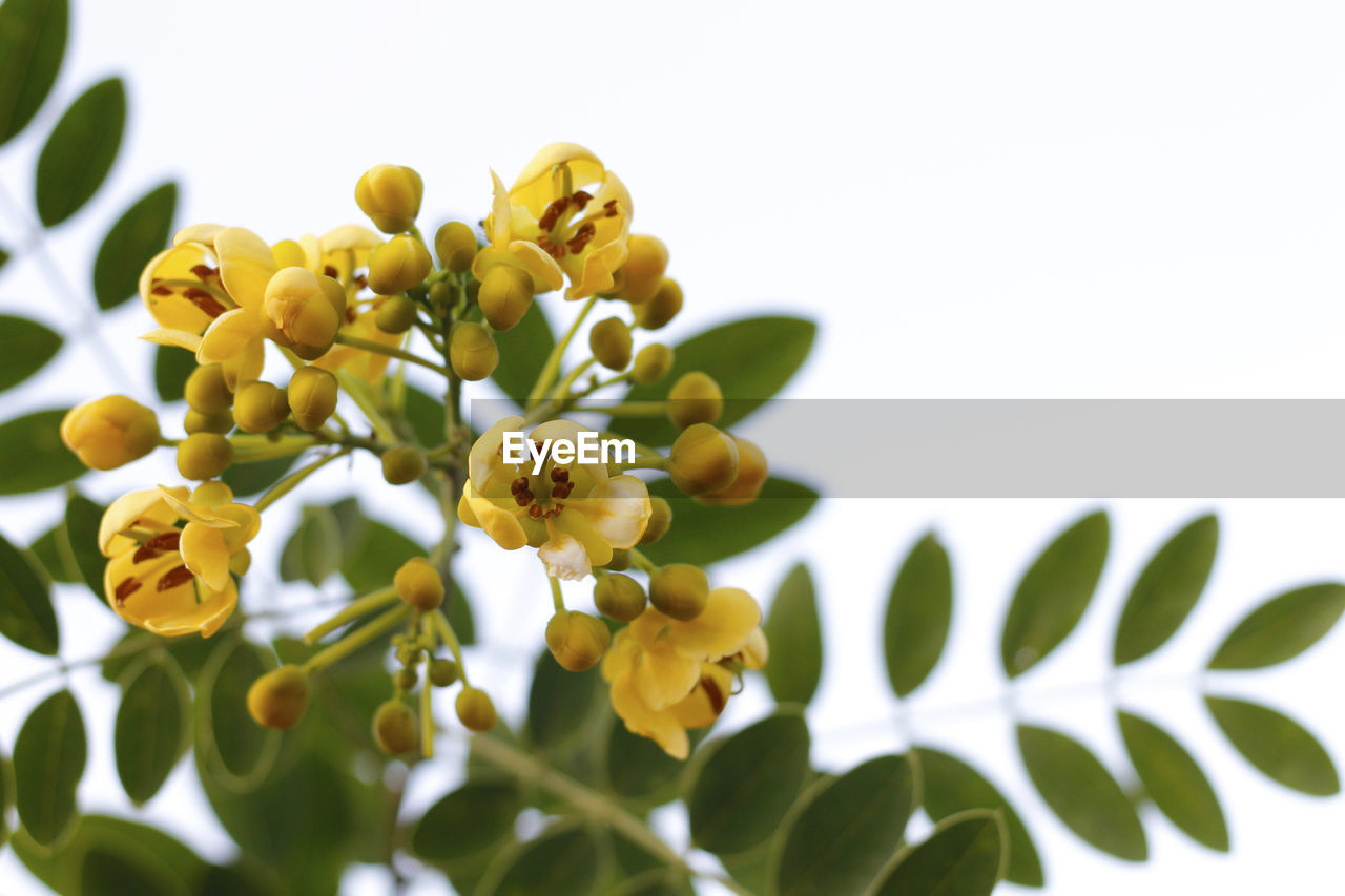 Close-up low angle view of yellow flowering plant against sky
