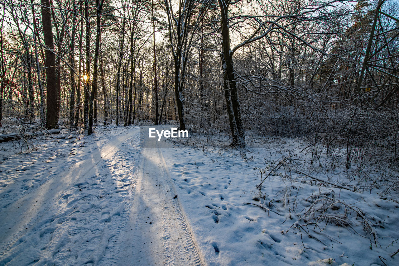 winter, tree, cold temperature, snow, plant, nature, land, beauty in nature, tranquility, no people, scenics - nature, bare tree, forest, freezing, environment, tranquil scene, non-urban scene, landscape, white, frost, the way forward, frozen, day, covering, road, outdoors, woodland, deep snow, natural environment, field, branch, sunlight, tree trunk, sky, transportation, idyllic, trunk, remote