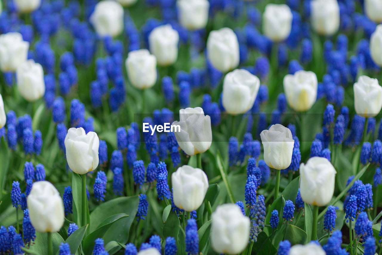 White tulips and blue grape hyacinths in spring park 