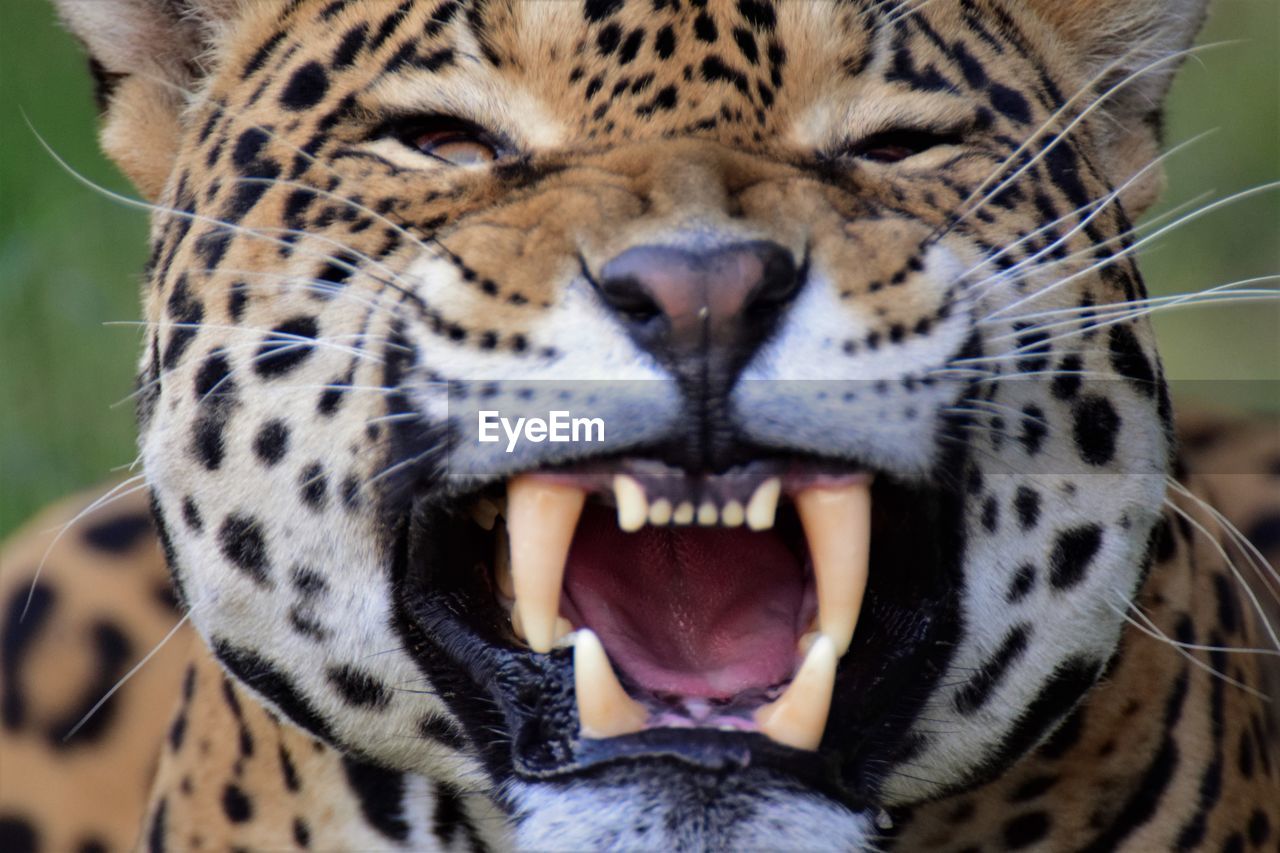 Close-up of jaguar