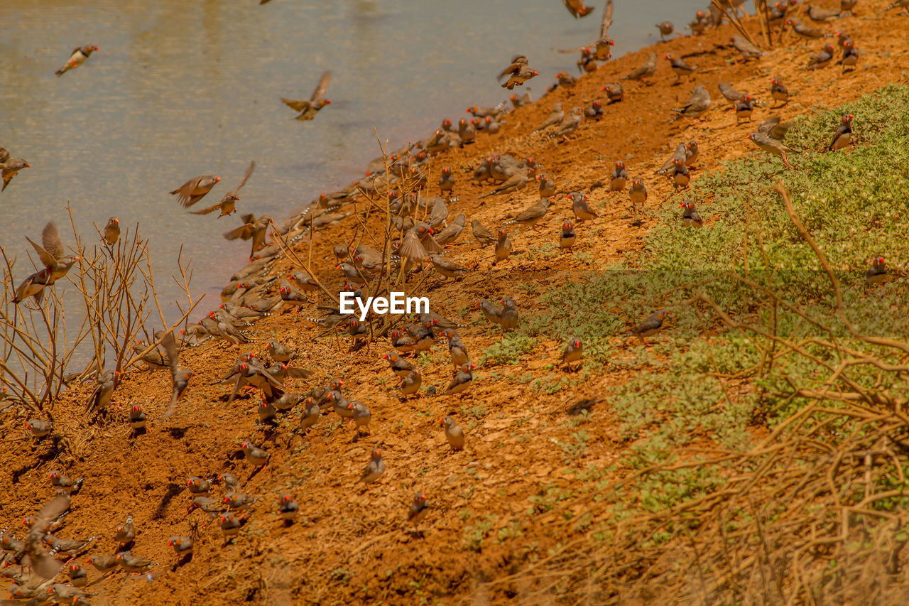 HIGH ANGLE VIEW OF BIRDS IN WATER