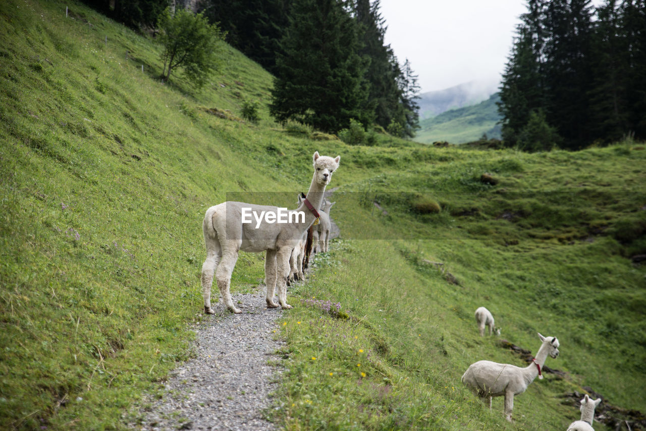 Alpacas standing on grassy landscape