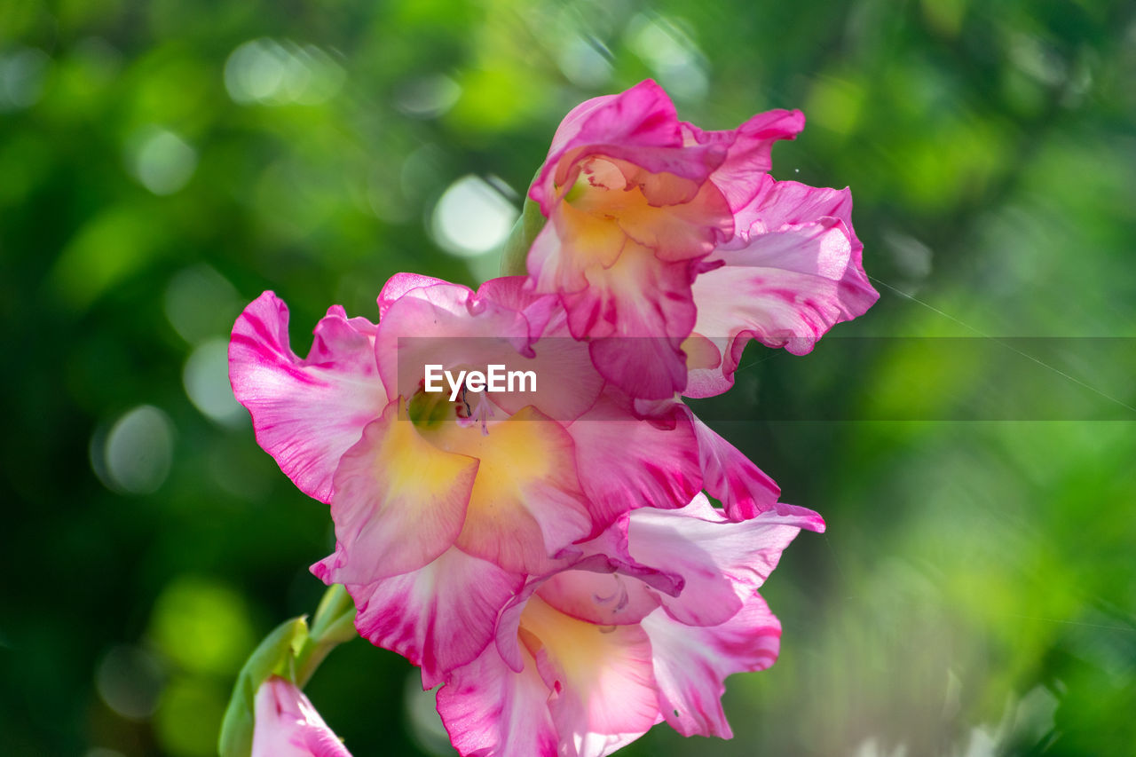 Close-up of pink flowering plant