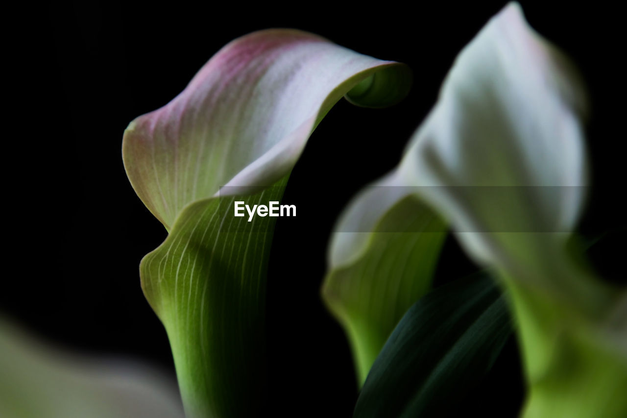 flower, plant, green, freshness, close-up, beauty in nature, flowering plant, black background, petal, macro photography, plant stem, growth, nature, no people, inflorescence, flower head, fragility, studio shot, leaf, plant part, white, selective focus, botany, outdoors, yellow