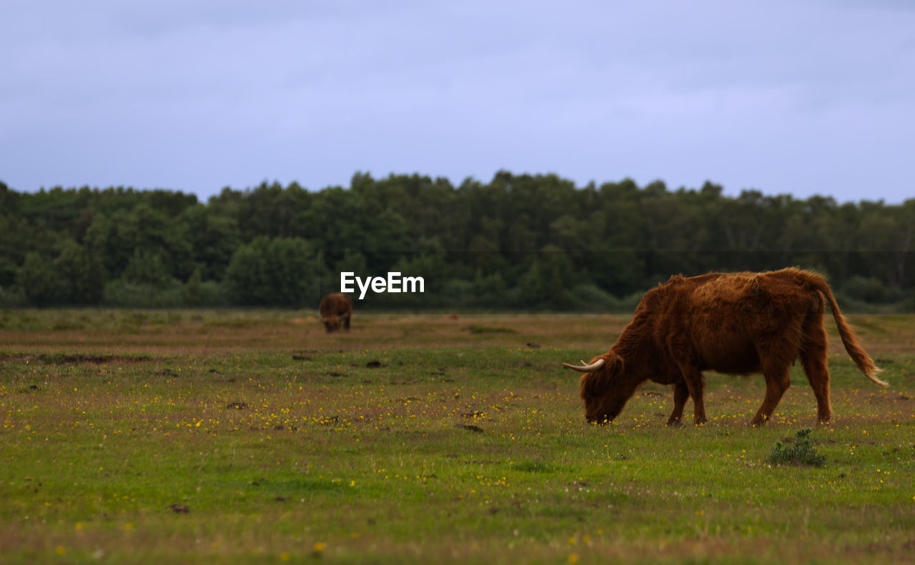 Cows grazing in a field