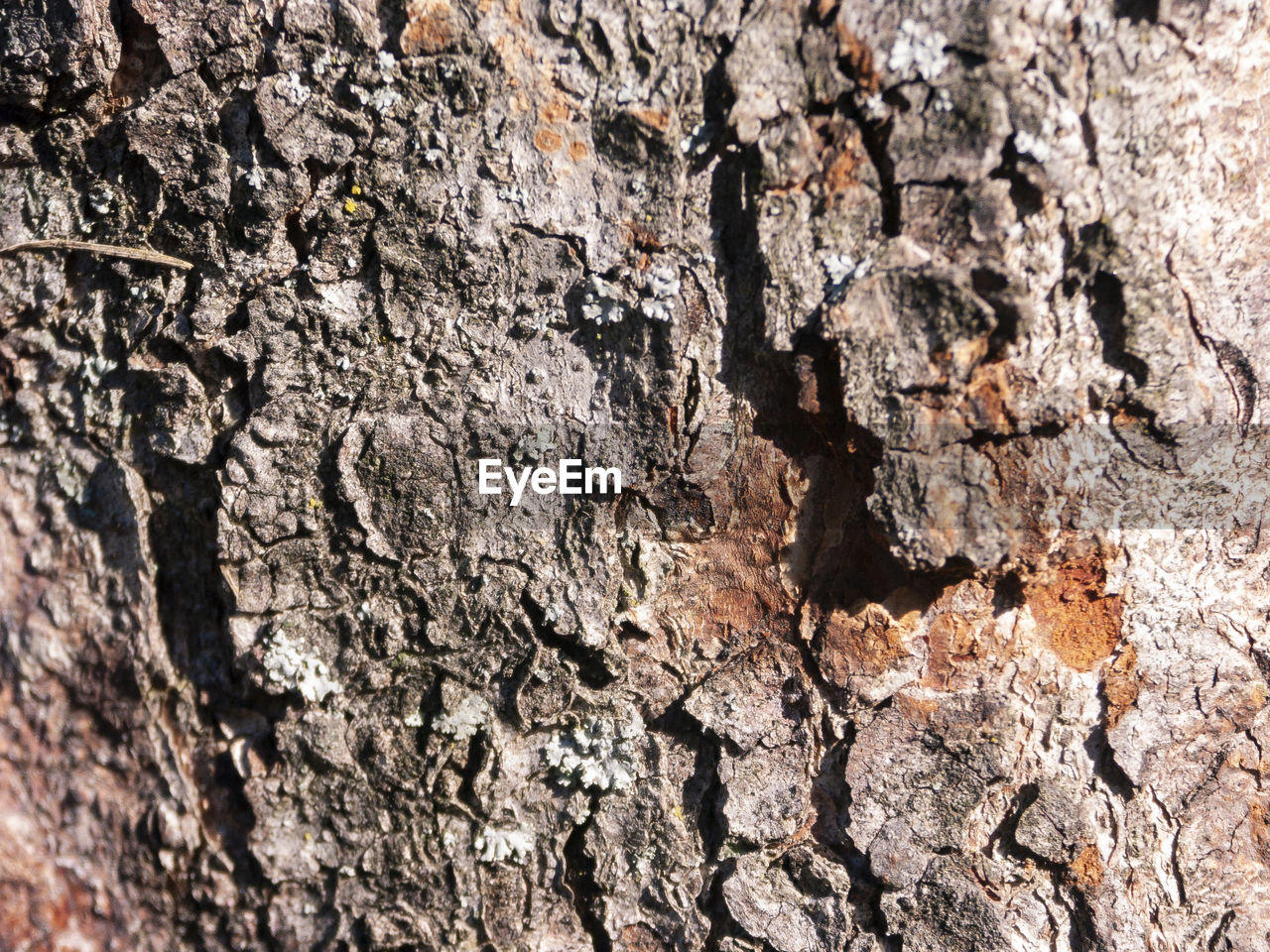 CLOSE-UP OF TREE BARK