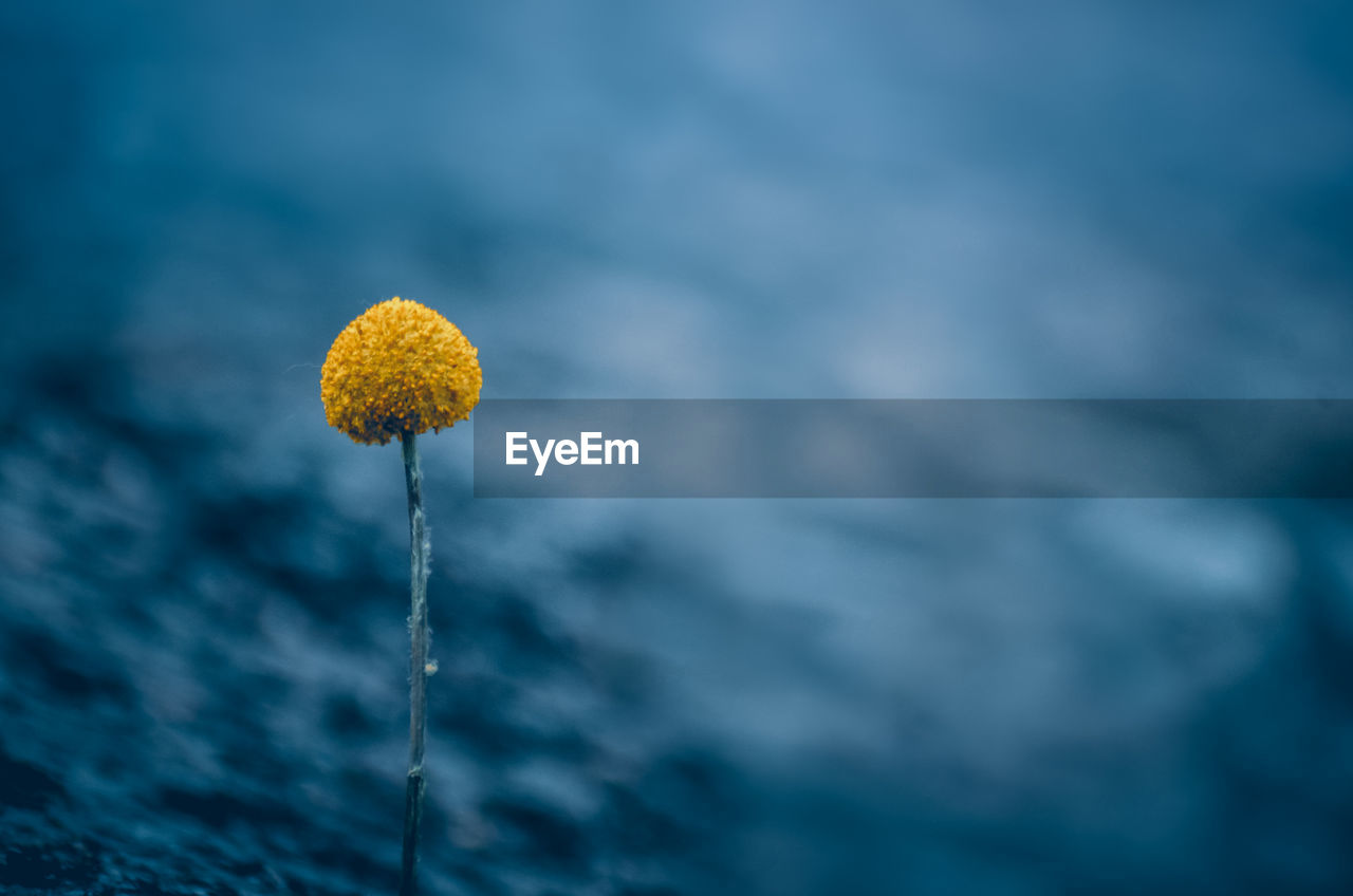 CLOSE-UP OF YELLOW FLOWERING PLANT AGAINST WATER