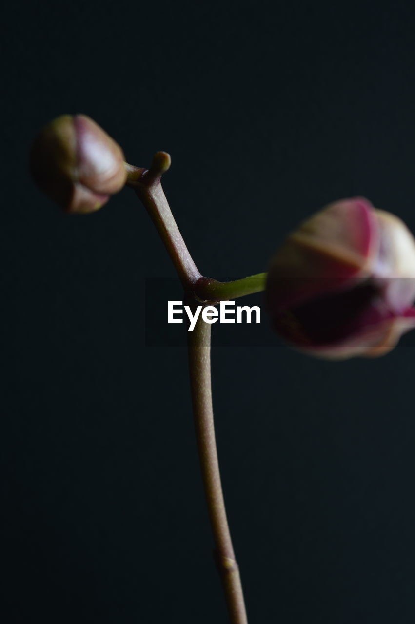 CLOSE-UP OF PLANT AGAINST BLACK BACKGROUND