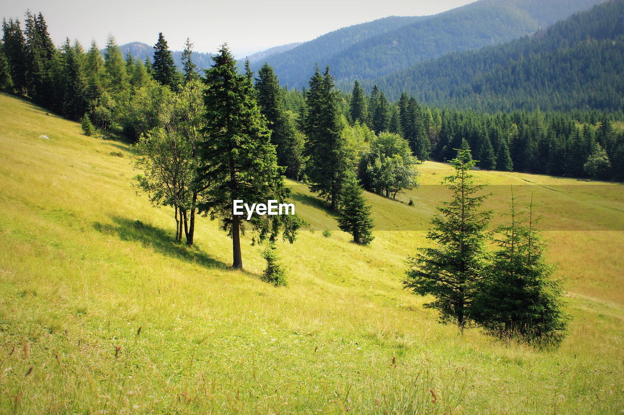 Trees on countryside landscape