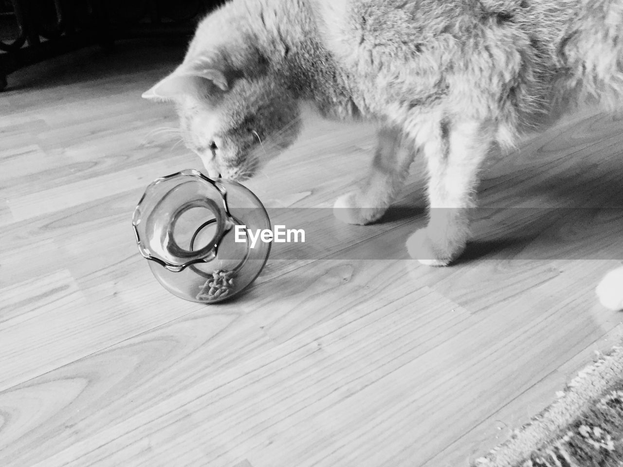 CLOSE-UP OF CAT ON HARDWOOD FLOOR IN BACKGROUND