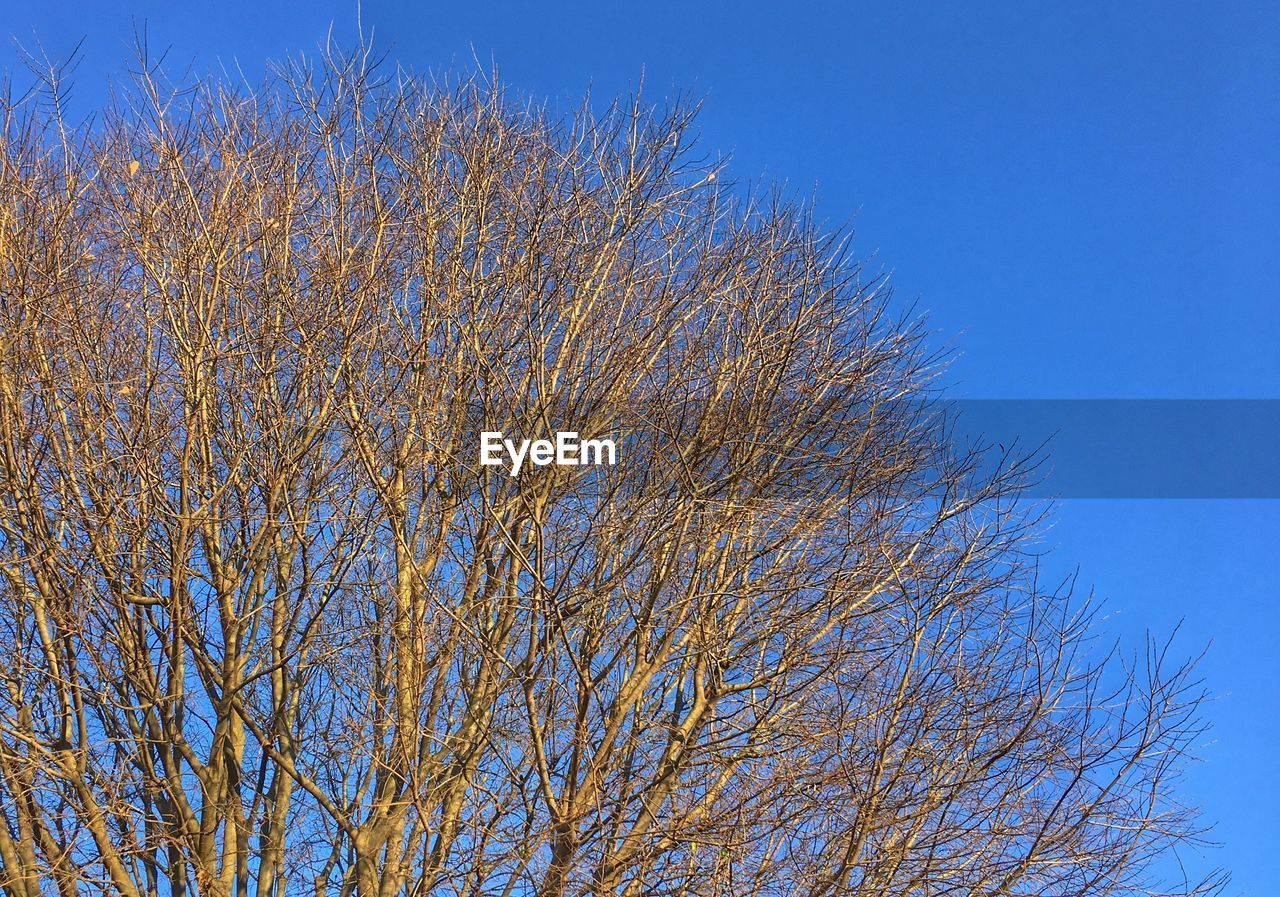 LOW ANGLE VIEW OF TREES AGAINST CLEAR SKY