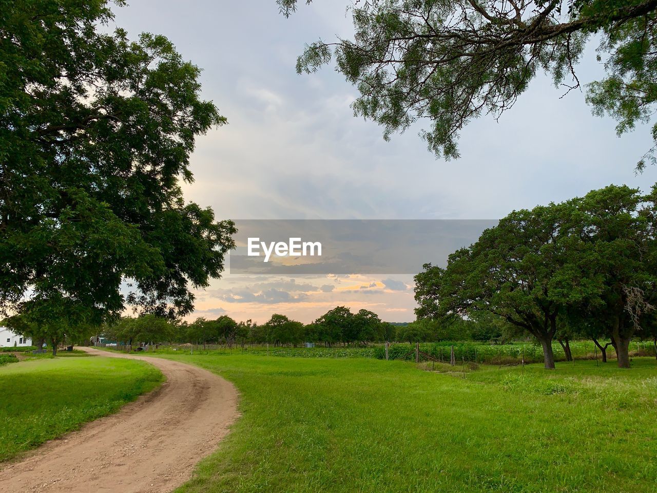 Road amidst trees on field against sky