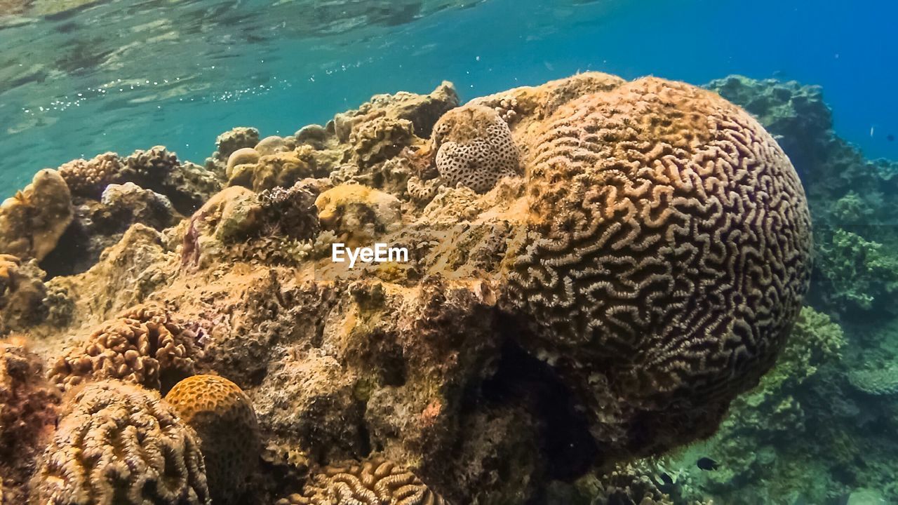 Corals in sea