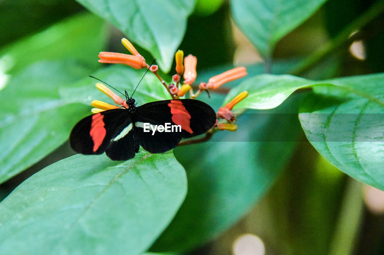 CLOSE-UP OF BUTTERFLIES ON PLANT