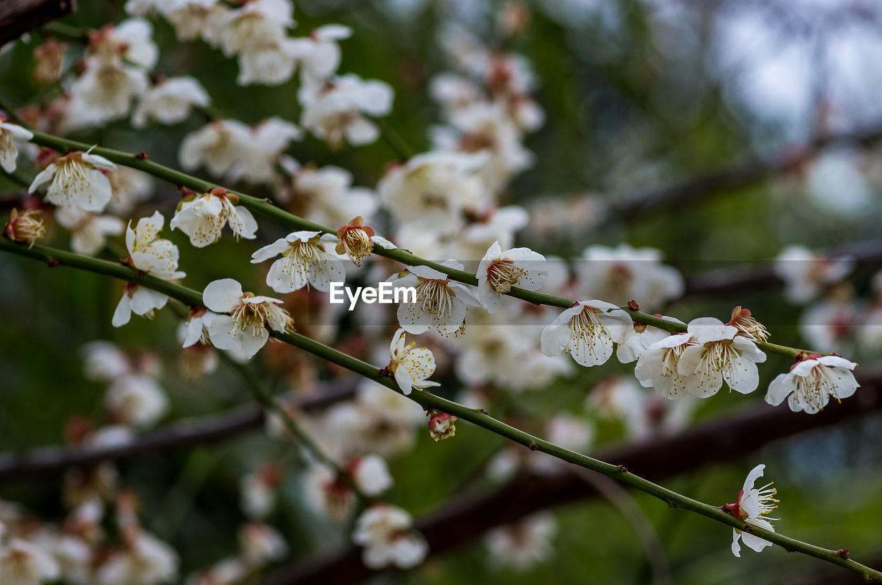 CLOSE-UP OF WHITE CHERRY BLOSSOM ON BRANCH