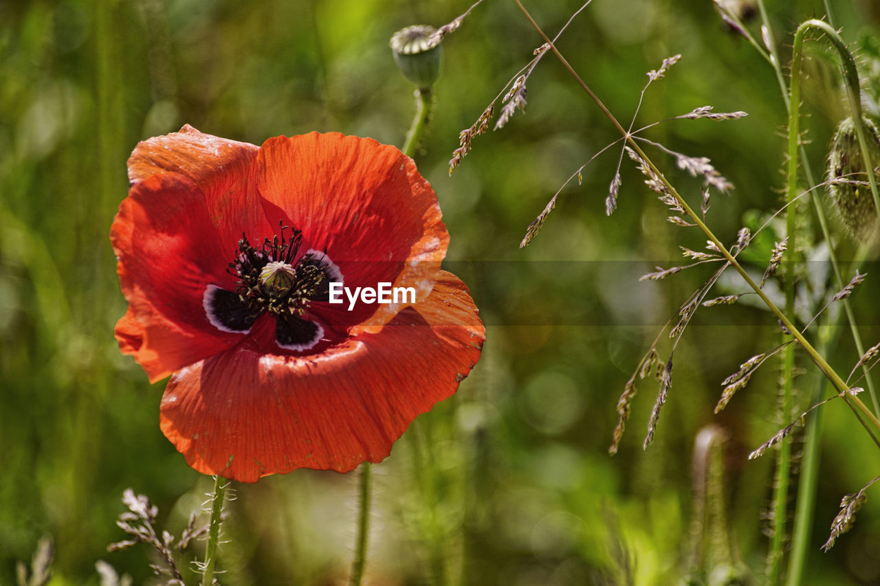 Close-up of red poppy flower