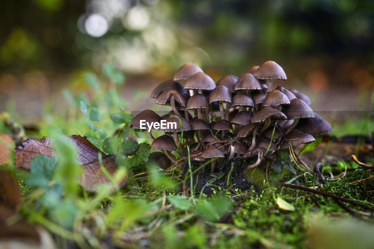 nature, fungus, mushroom, plant, vegetable, forest, food, growth, woodland, land, selective focus, macro photography, tree, moss, autumn, beauty in nature, close-up, leaf, no people, surface level, toadstool, grass, natural environment, food and drink, green, outdoors, day, field, fragility, edible mushroom, environment, freshness, tranquility, plant part