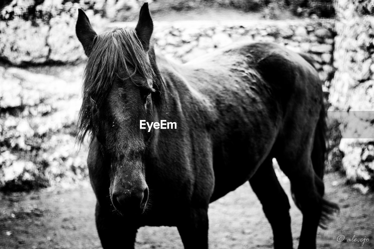 PORTRAIT OF HORSE IN FIELD