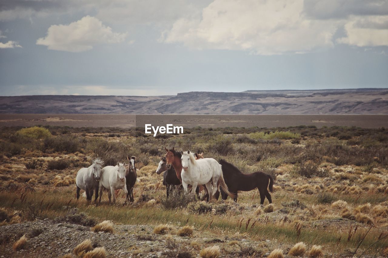 Horses in a field