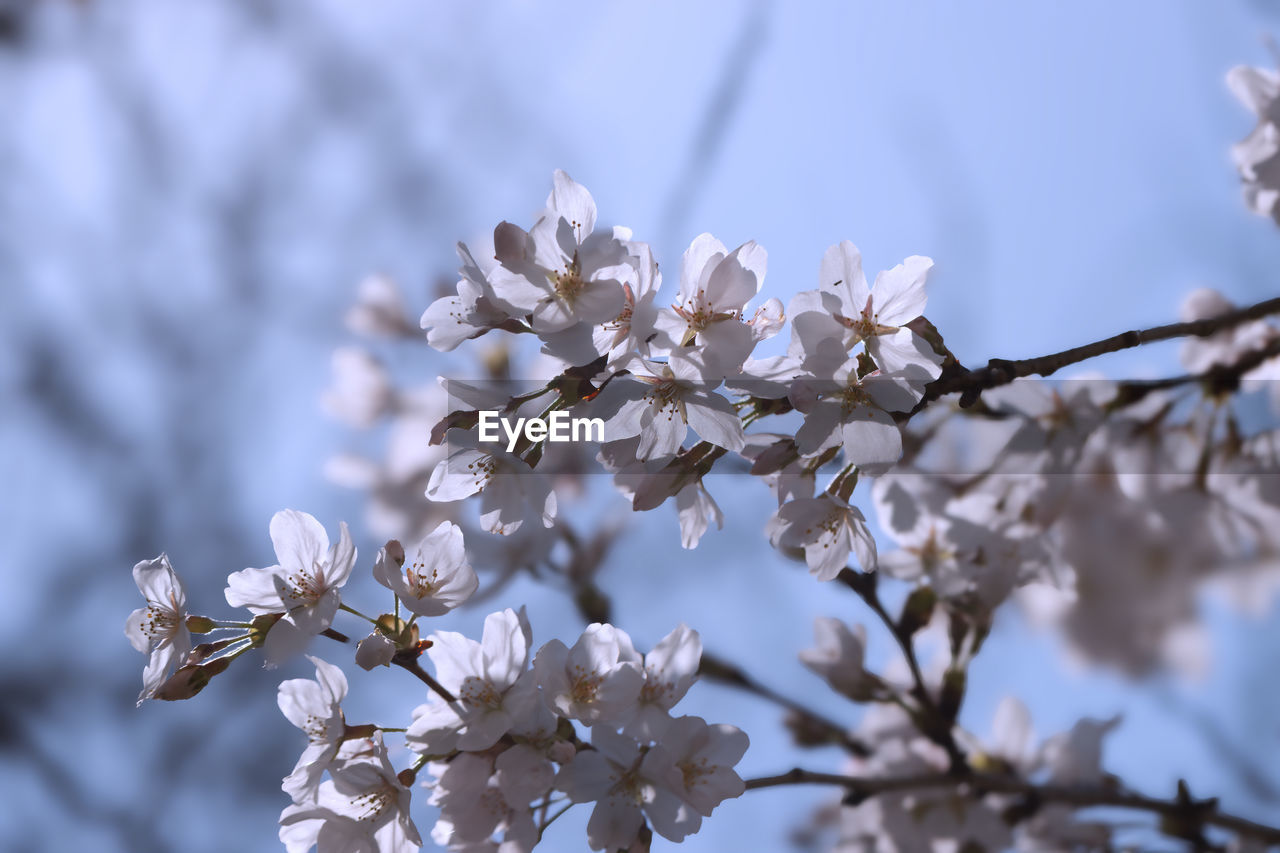 plant, flower, flowering plant, blossom, beauty in nature, tree, freshness, fragility, springtime, branch, growth, nature, white, spring, close-up, cherry blossom, macro photography, almond tree, no people, inflorescence, flower head, botany, outdoors, twig, produce, fruit tree, petal, focus on foreground, almond, sky, selective focus, day, food, tranquility, food and drink, cherry tree, fruit, agriculture, winter, scented, backgrounds, apple tree