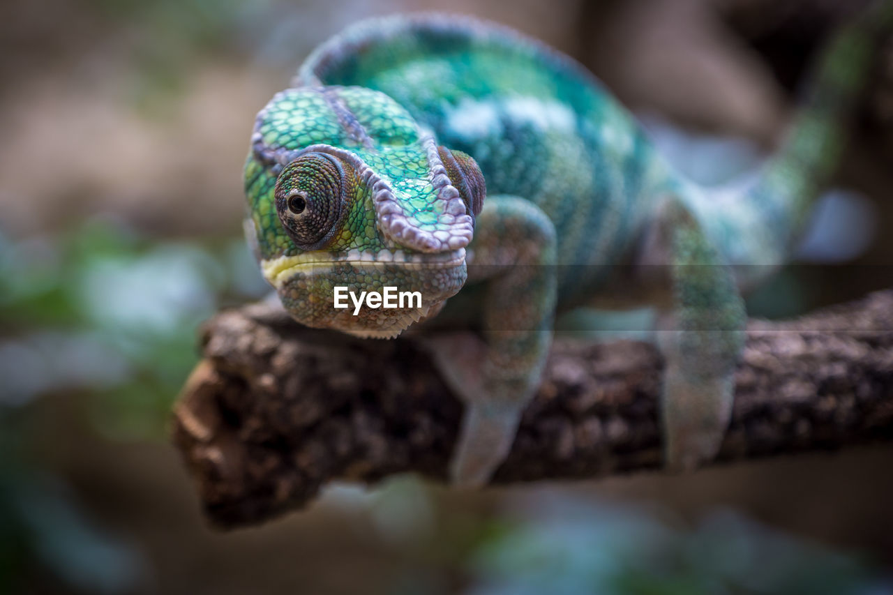 Close-up of chameleon on branch