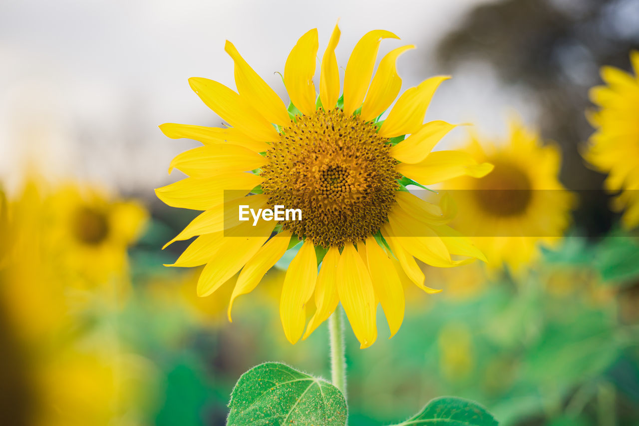 CLOSE-UP OF YELLOW SUNFLOWERS