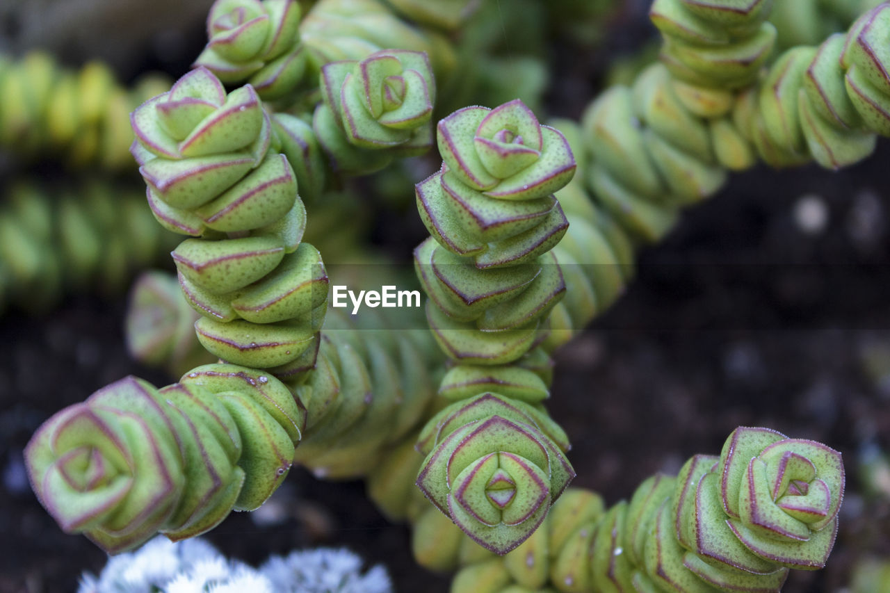 Crassula perforata succulent plant. top view