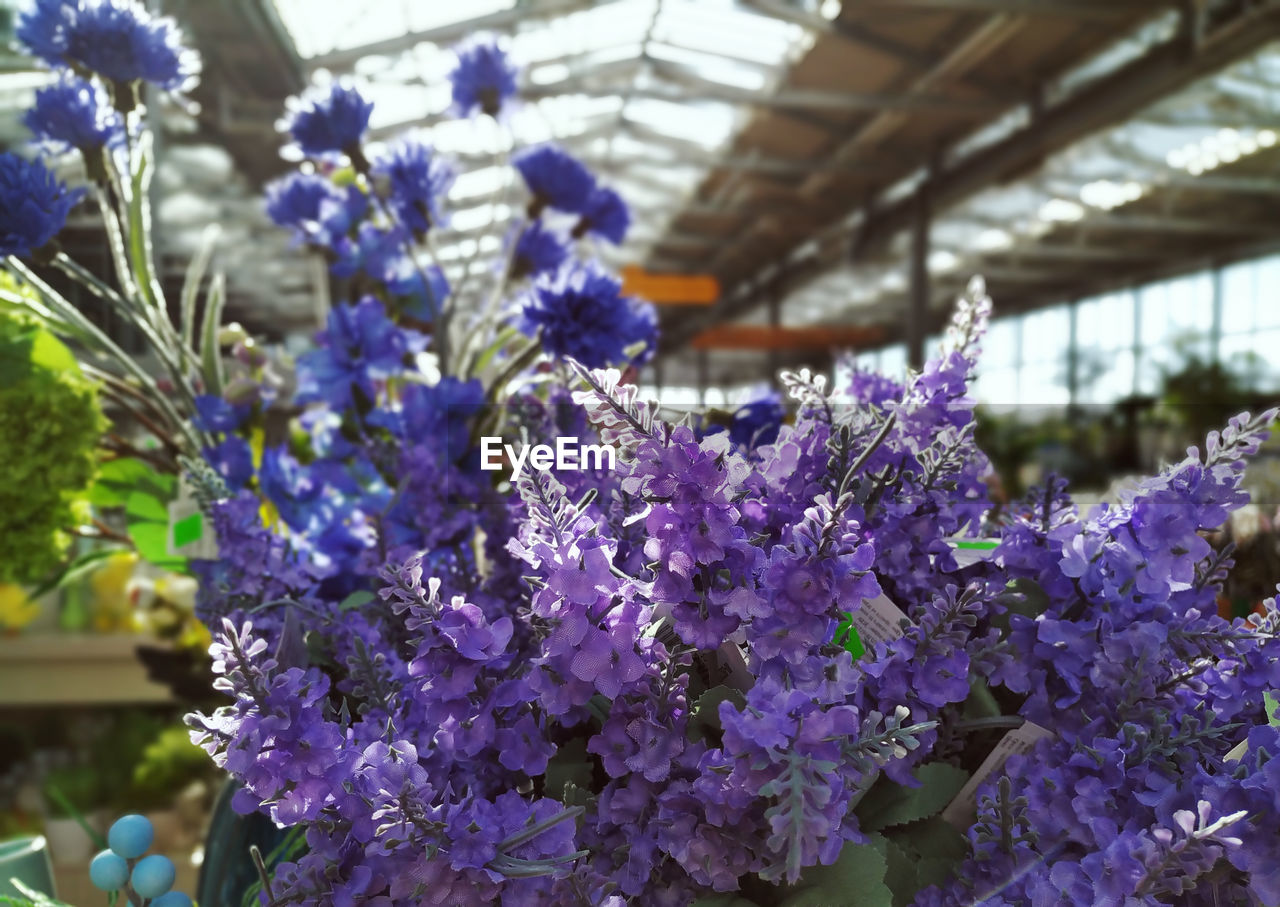 CLOSE-UP OF PURPLE FLOWERING PLANTS AT NIGHT