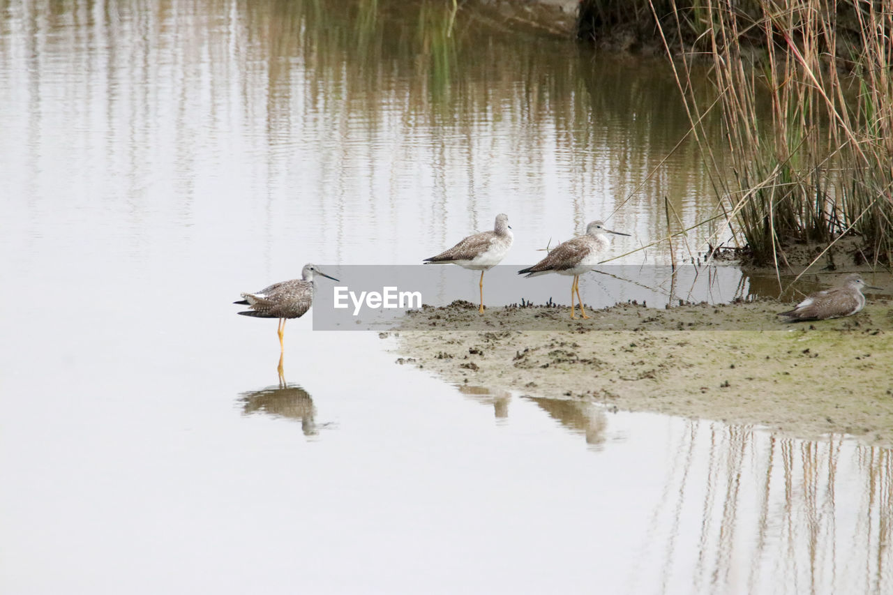 BIRDS ON LAKE