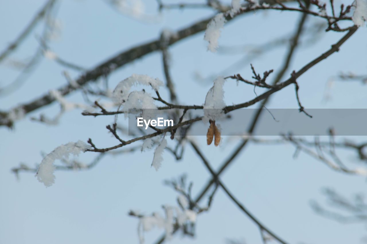 Close-up of flower tree against sky