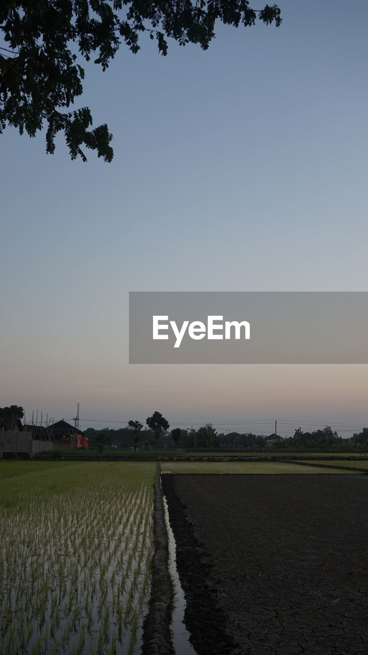 AGRICULTURAL FIELD AGAINST CLEAR SKY